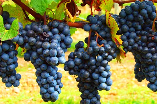 风力发电机实际运行功率特性的复杂性分析_no.121