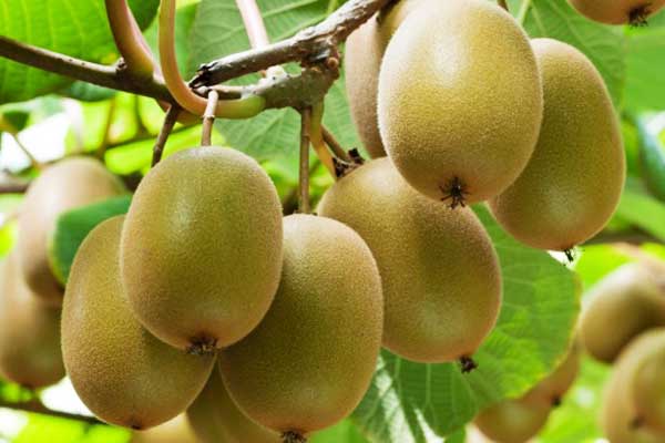 提高双馈风力发电机的风效率_no.636